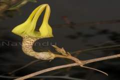 Ceropegia juncea